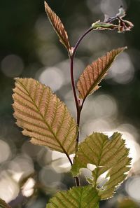 Close-up of plant