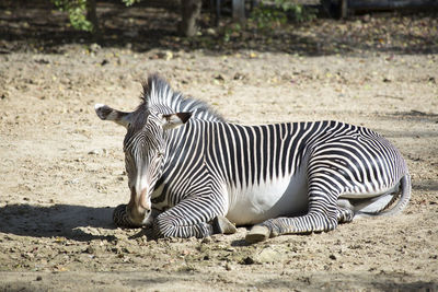 Zebras on field