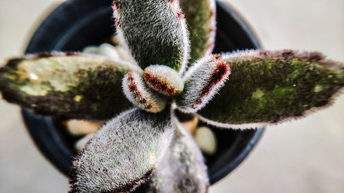 Close-up of succulent plant