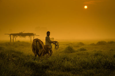 Man walking with cow on land during sunset