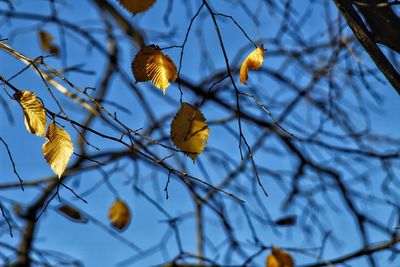 Low angle view of tree against sky