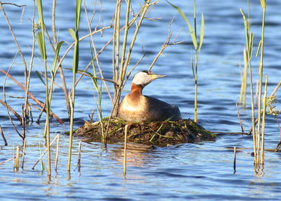 Duck swimming in lake