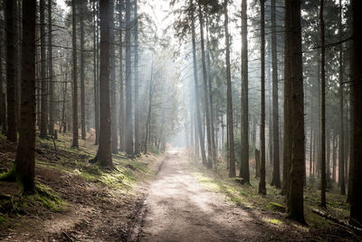 Dirt road amidst trees in forest