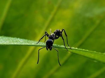 Close-up of ant on leaf