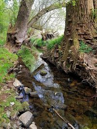 Plants growing by stream in forest