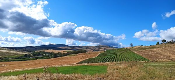 Scenic view of agricultural field against sky