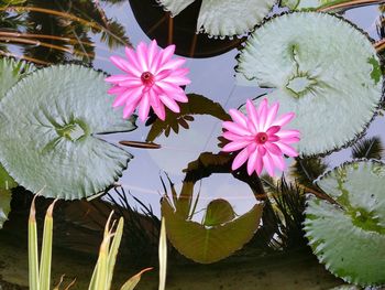 Close-up of pink flowers