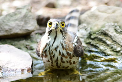 Close-up of bird
