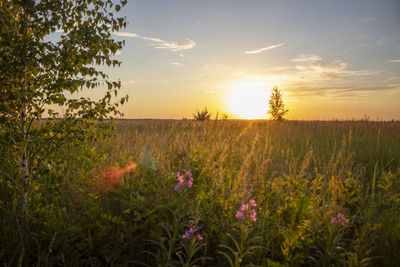 Scenic view of flowering plants on field against sky during sunset