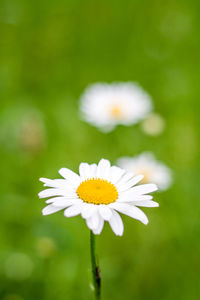 Close-up of white flower blooming outdoors