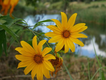 Close-up of yellow flower on field