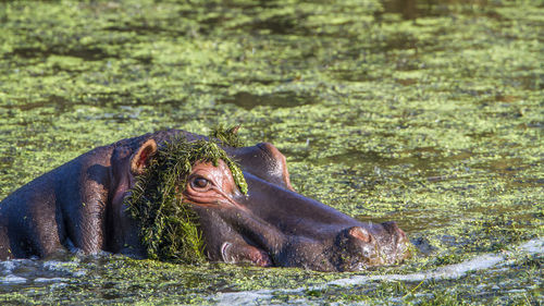 High angle view of hippopotamus swimming in lake