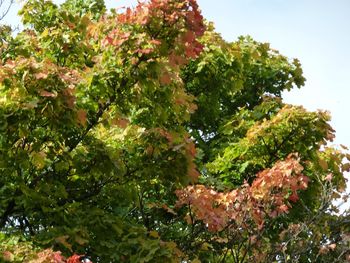 Close-up of fresh green tree