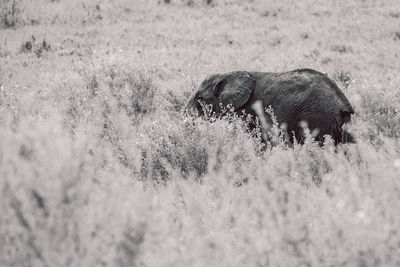 Elephant cub on field