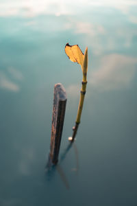 High angle view of water on plant