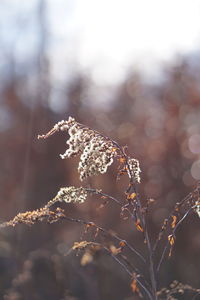 Close-up of frozen plant