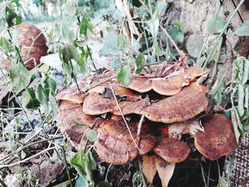 Close-up of mushroom growing on field