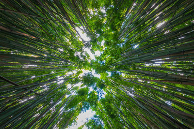 Low angle view of pine tree against sky