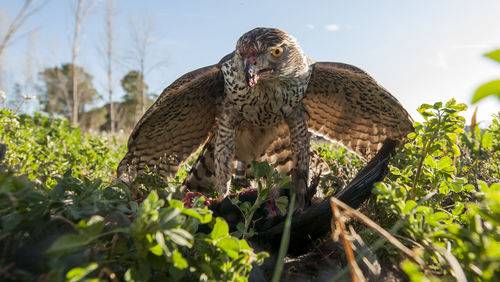 Close-up of cat against blurred background