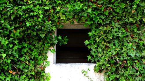 Close-up of ivy growing on plant