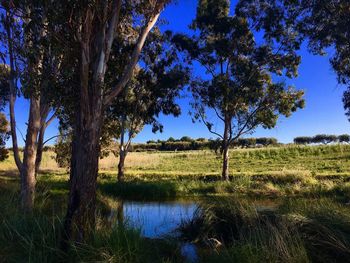 Scenic view of grassy field against sky