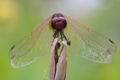 Close-up of dragonfly on leaf