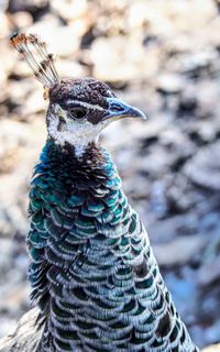 Close-up of a peacock