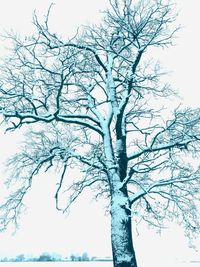 Low angle view of bare tree against clear sky