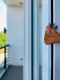 Close-up of insect hanging on rope by wall