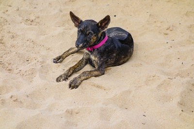 Portrait of black dog on sand