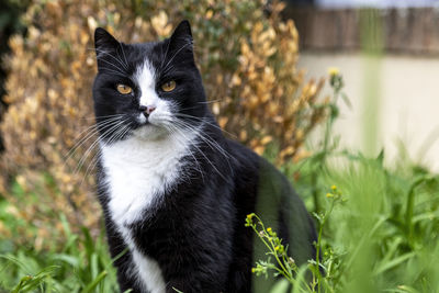 Close-up portrait of black cat