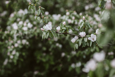 Close-up of white flowering plant