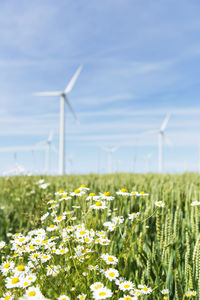 Chamomile, wind turbines on background