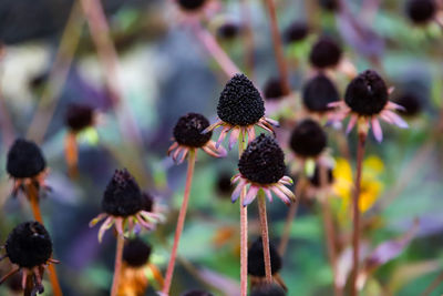 Close-up of purple flowering plant