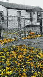 Yellow flowers growing in park during autumn