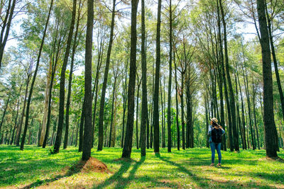 Rear view of woman standing amidst trees in forest