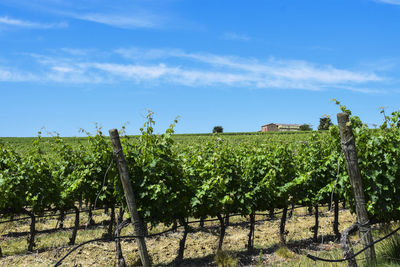 Scenic view of vineyard against sky