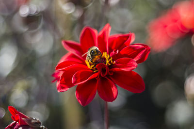 Close-up of bee on red flower