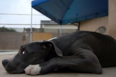 Dog lying on the ground