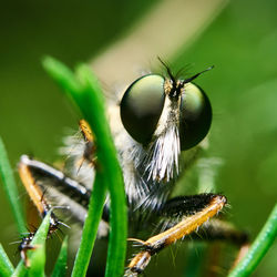 Eyes of a robberfly