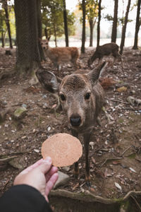 Human hand feeding wild deer a cookie