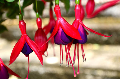 Close-up of red flowers