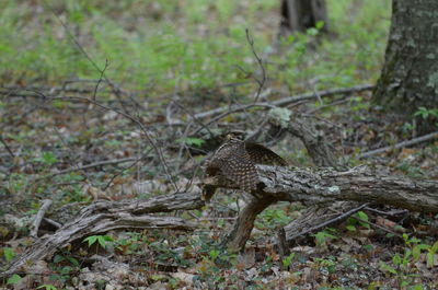 View of lizard on land