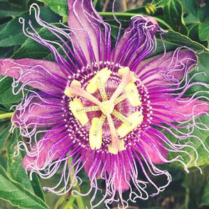 Close-up of purple flower blooming outdoors