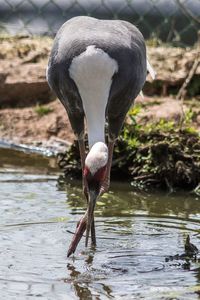 Close-up of bird in water