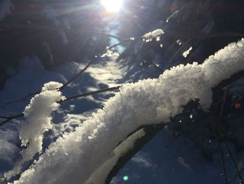 Close-up of frozen tree against sky