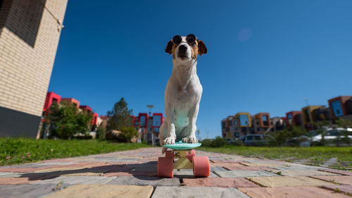 Portrait of dog sitting on street