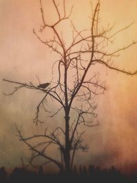 Low angle view of bare trees against sky at sunset