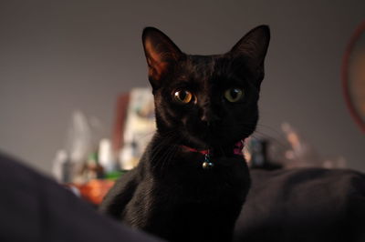 Close-up portrait of cat sitting at home