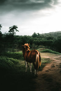 Horses in the field